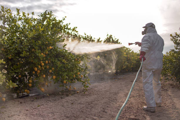 Best Affordable Pest Control Services  in Boca Raton, FL