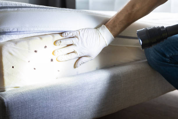 Best Bed Bug Extermination  in Boca Raton, FL